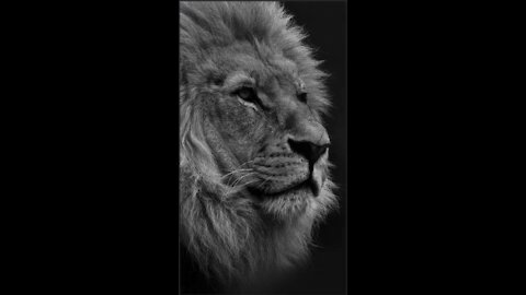 The Lion King (2021) whatspp status and instagram videoFamous status of Lion simbha