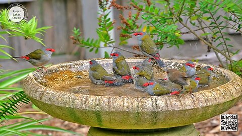 Bird Bath Party Mallacoota 22 April 2023