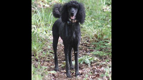 Poodle refuses junk food. Only ice cream will do!