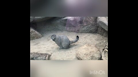 A male Pallas’s cat (manul) doing No.2 (Censored)