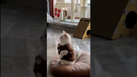 FUNNY CUTE PUPPY - Tiktok Compiled #Shorts