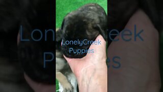 Puppies playing. LonelyCreek bullmastiff