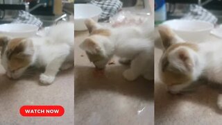 Rescued Kitten Eating Sausage