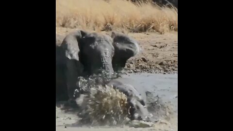 Mother Elephant Protects Baby Hippo