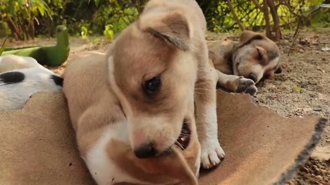 Homeless puppies on the streets of the city