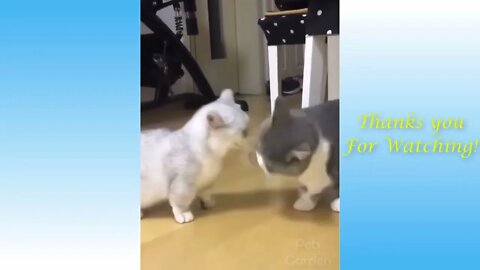 Cute Cat's Fighting