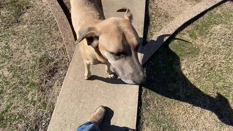 Stray Dog Came By For Visit - Horses Were Let Loose By Surveyors - Shared Steak With Dog