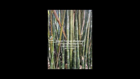 Oldhamii Bamboo - clumping Non invasive Bamboo - Orlando Bamboo Nursery 407-777-4807 Ocoee Bamboo