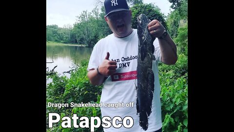 Mud Hole Dragon Snakehead #snakehead #patapscoriver #kvdliplesscrankbait