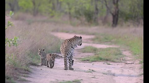 Adorable Baby Wild Animals