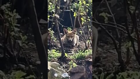 🦊Cute friendly urban fox sunning herself in a London garden #SHORTS