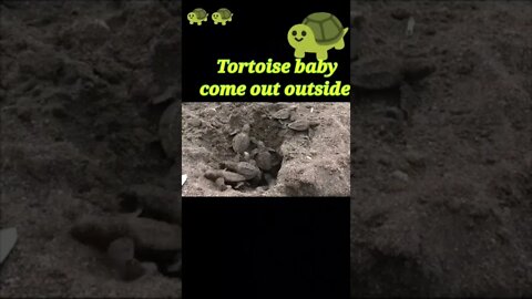 Tortoise baby come out outside 2022 #shorts #youtubeshorts #shortvideo