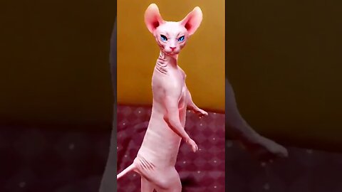 dancing cat🐱funny dance