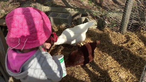 Formation sur la garde de poules chez soi