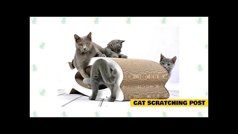 Cats 101 Basic Cat Training Tips Yes! They can be trained!