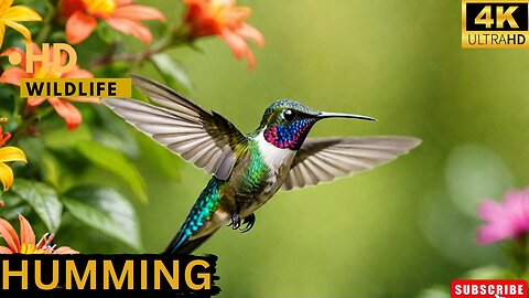 HUMMINGBIRD: The Fastest Bird in the World! ll Epic Fail ll