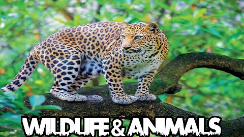 Animal & Wildlife 8k ultra HD.