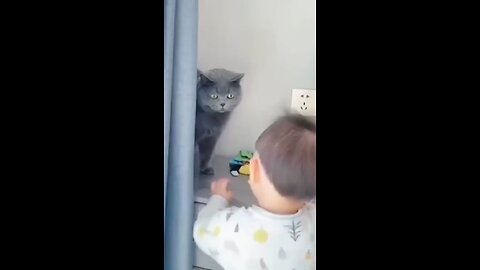 Funny Cat Video