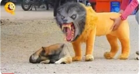 Troll Prank Dog Funny & fake Lion and Fake Tiger Prank To dog & Huge Box Prank to dog