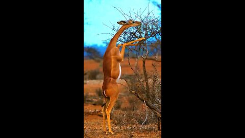 Standing Garenuk For Food From Top of The plant