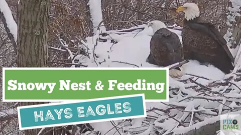 Hays Eagles Mom sounds the food siren for a snowy nest Gift from Dad 1 17 22 15:58