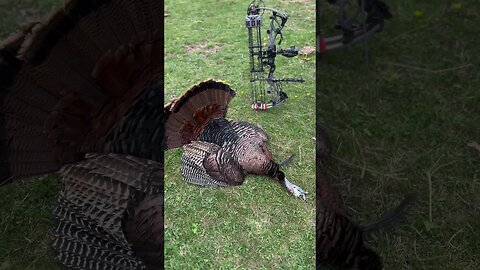 Missouri Gobbler Down #taggedout