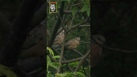 Spotted Dove #Dove #wildpak #singingbirrd