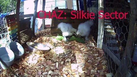 Silkie chicks eating Curly Dock 3