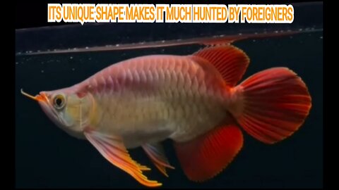 ORIGINAL SUPER RED AROWANA FISH FROM WEST KALIMANTAN INDONESIA