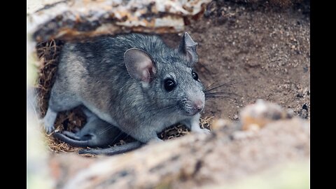 5 Fun Facts About The Dusky Footed Woodrat