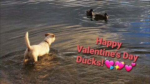 Ares wants to play with the ducks on the Valentine's day