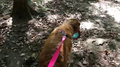 Golden at Chestoa Rec Park, Cherokee National Forest QuickSnip #swimming