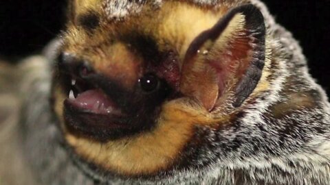 Take a bioacoustic tour of the native bats on the MSU Bat Walk