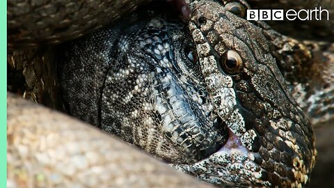 Iguana vs Snakes