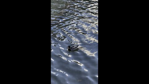 Male Mallard Duck