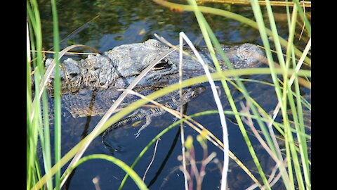 Walking on an Alligator's Snout