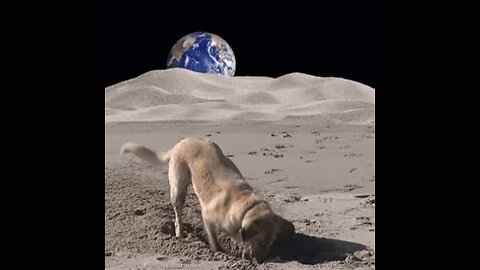 Dog on moon 😂😂