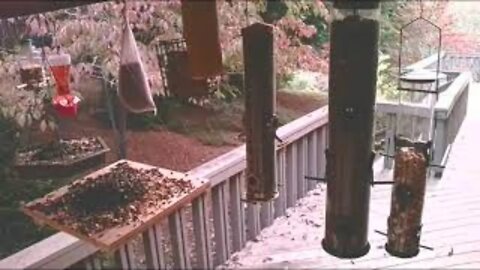 Live Oct 28 2021 Bird Feeder in Asheville NC. In the mountains