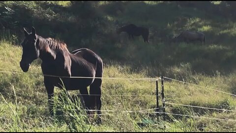 The old mares have lost weight. Arthur has maintained. Didn't stock up on enough feed for the flood