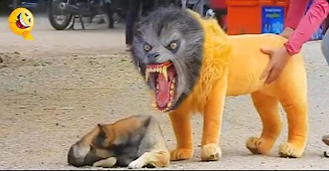 Troll Prank Dog Funny & fake Lion and Fake Tiger Prank To dog & Huge Box Prank to dog