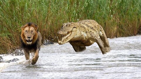 King Lion Was Seriously Injured After Being Attacked By Giant Crocodile