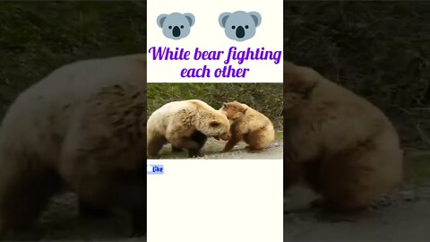 white bear fighting each other @#rumble