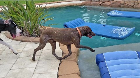 Great Dane & Pointer Play Follow The Leader Through The Pool & Golf Green