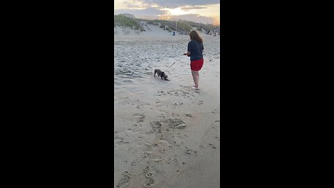 Dachshunds first time at the beach