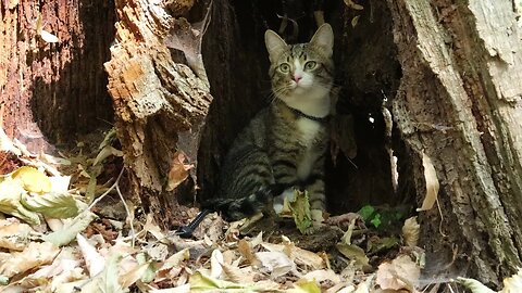 Funny Cat Hides in a Hollow Tree Trunk