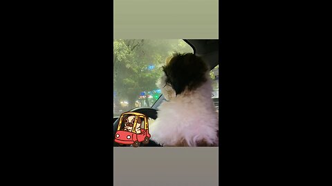 Shih Tzu driving