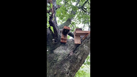 Swarm hangs out waiting for new empty swarm trap to bee installed! With cow music!