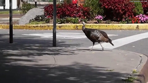 Popular Turkey Seen Going For A Stroll On Busy Street