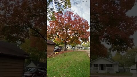 My beautiful maple tree #nature