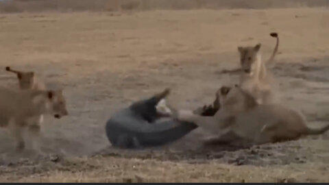 The attack by a group of lions on a crocodile that entered the lion's territory